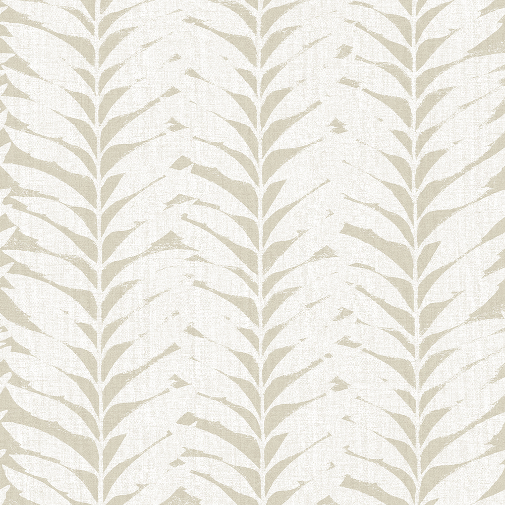 ACACIA PAPYRUS
